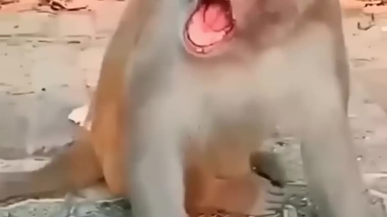 Funny video cute toucan ðĶĪð& monkey ð funny