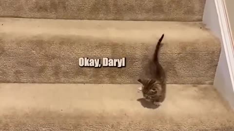 Funny cat video