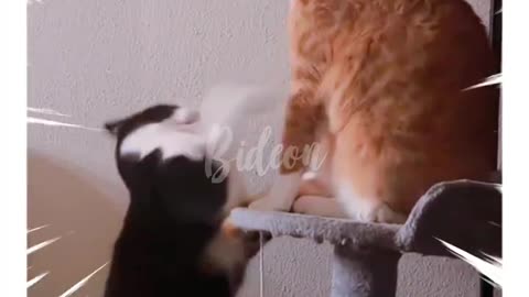 Funny Cat Fight_ Just Playing Around! 😺😂