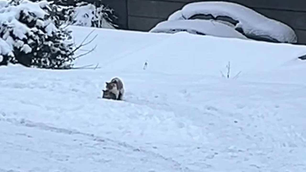 КОГАТО НЕ ТЕ ПУСКАТ НАВЪН