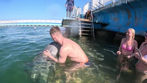 Dolphin Comes In For A Hug