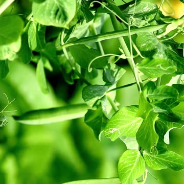 peas nutrition facts #shorts #vegetables #health #farming