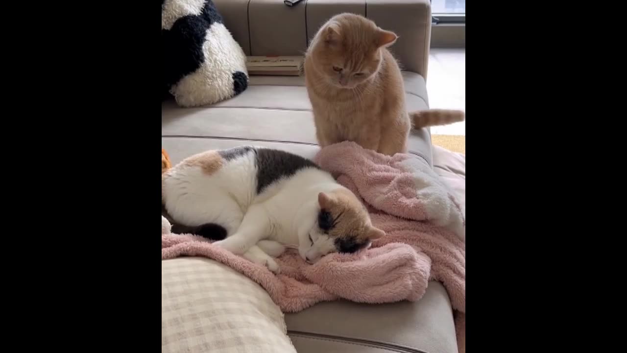 Cute cat funny video