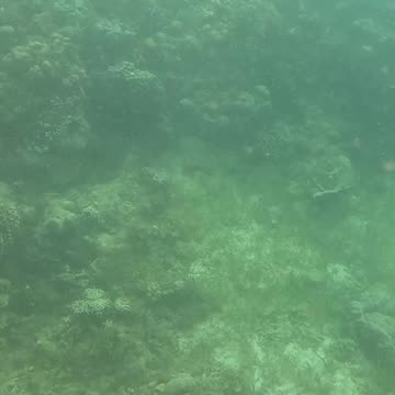 Morning Snorkeling Adventure: A Dive into Serenity