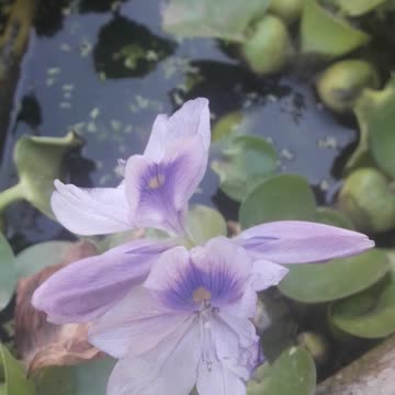 Eichhornia in a pond