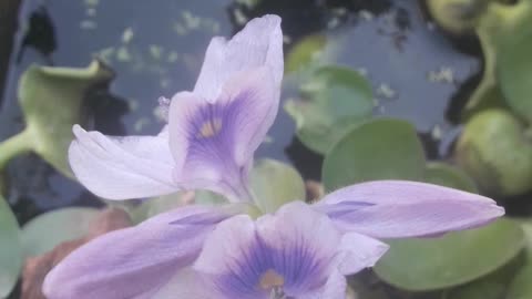 Eichhornia in a pond