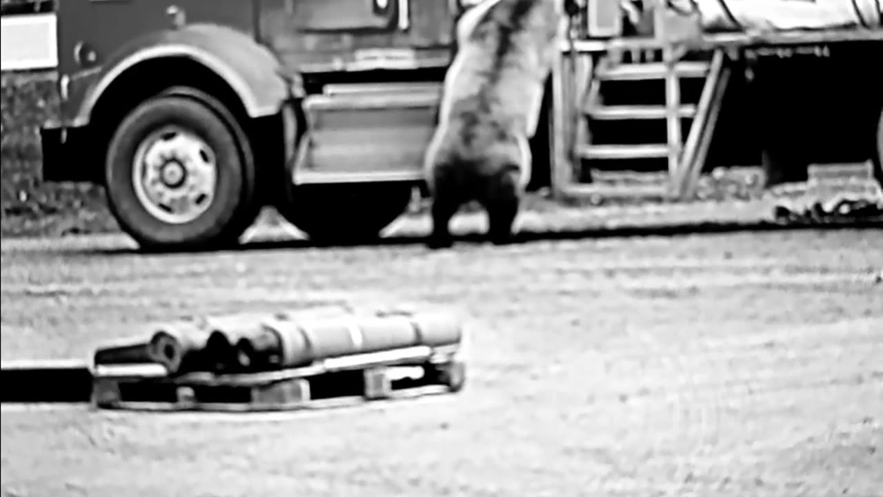 Bear chases truck driver