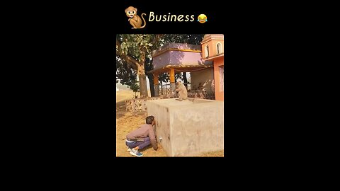 Monkey Business