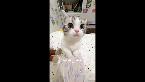 Adorable Cat 2