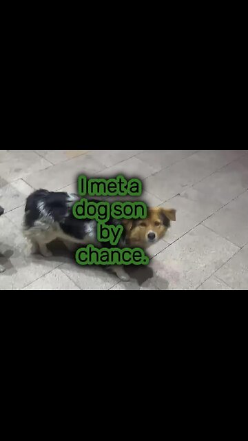 I met a dog son by chance.