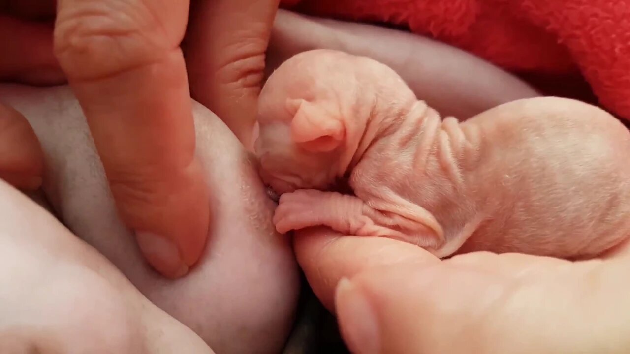 Heartwarming Journey: Helping a Tiny Sphynx Kitten Nurse 💖"