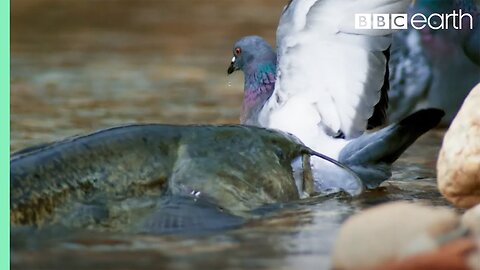 The Fish That Hunts Pigeons
