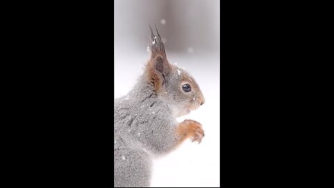 Playful Squirrel: Cute Moments in Nature part 5