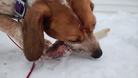 Beulah the Beagle and Her Hambone