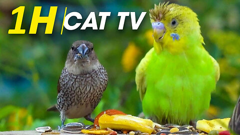 Beautiful Birds And Squirrels: Bird Watching Cat Video: 1 AMAZING HOURS