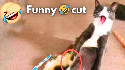 Funny animal videos 2025 - Funny cats/dogs - Funny animals