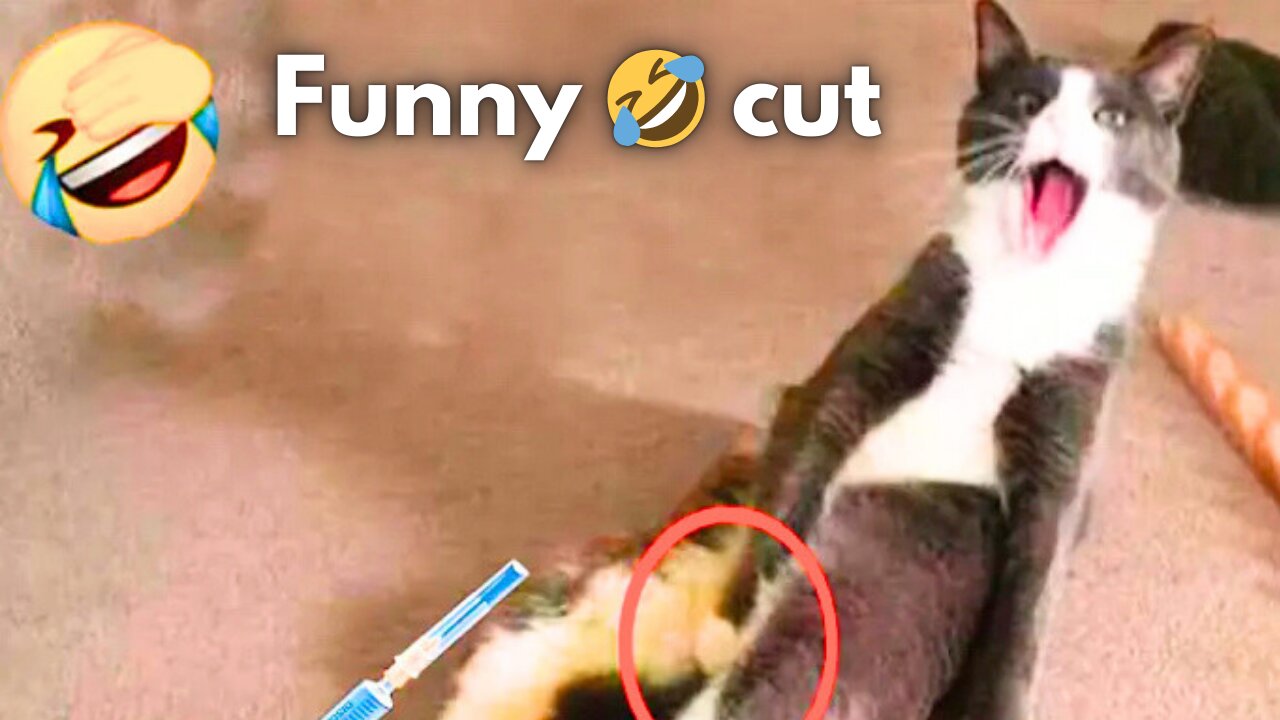 Funny animal videos 2025 - Funny cats/dogs - Funny animals