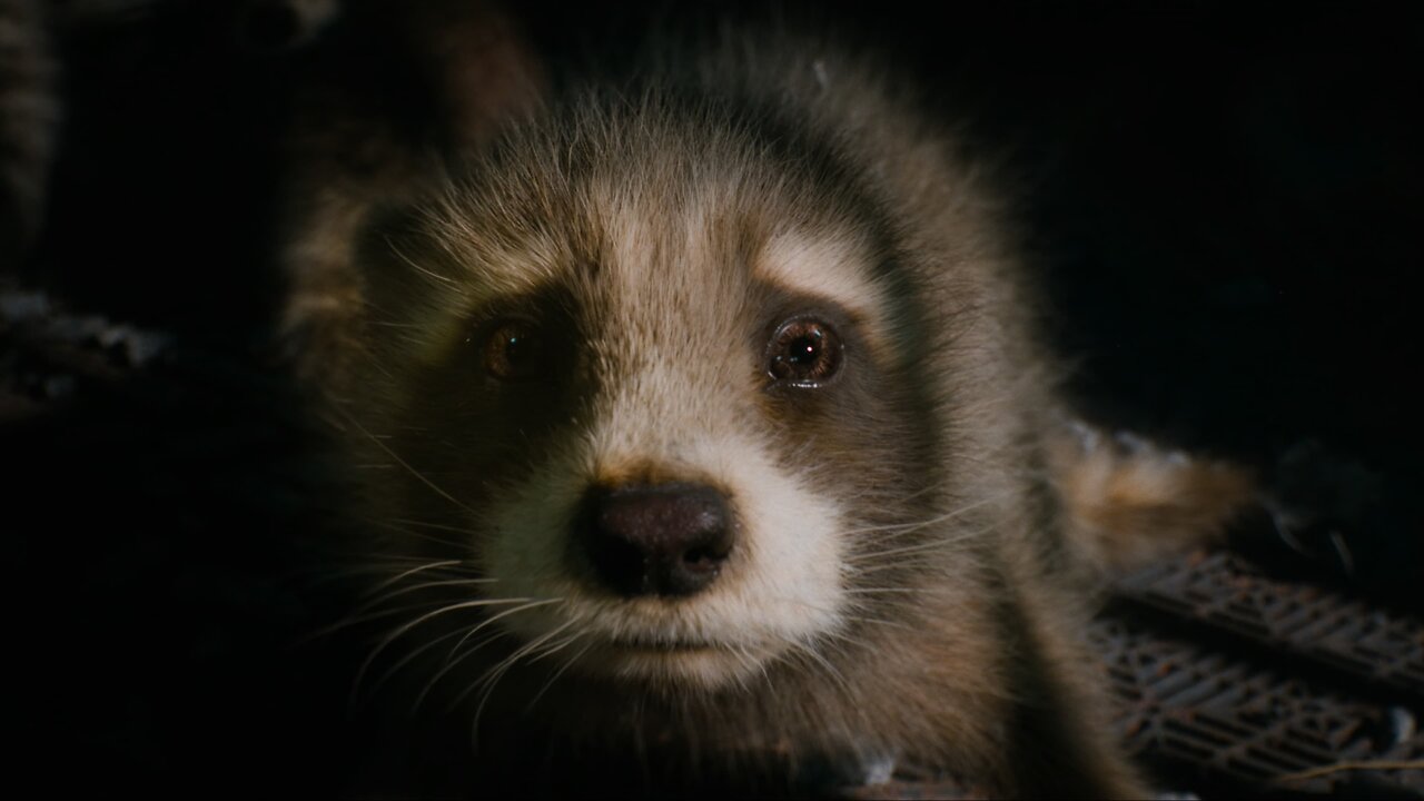 Innocence | ~Rocket Raccoon Edit~