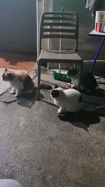 If a stray cat allows you to pet it, and seems affectionate, it is likely to be fine overall.