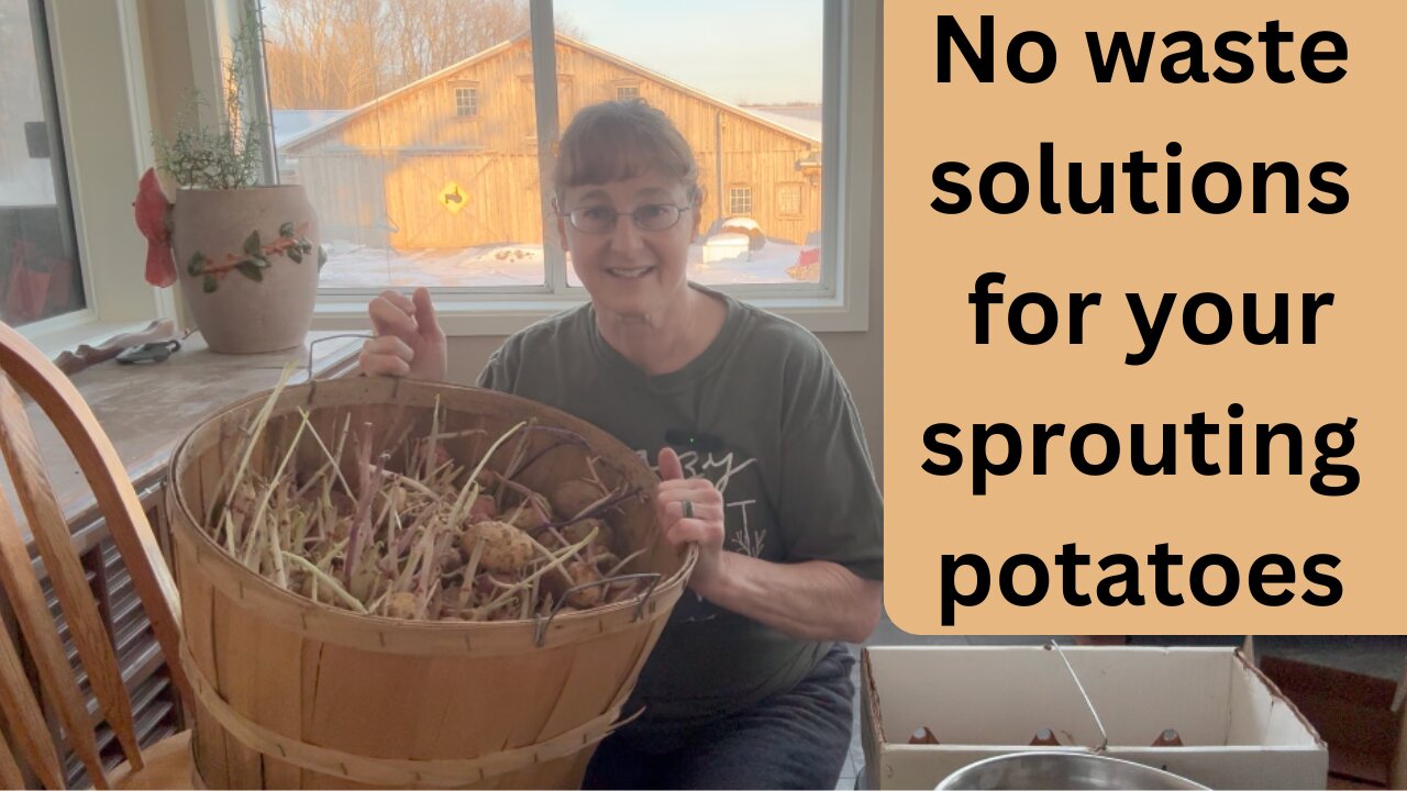 Never Throw Away Sprouted Potatoes Again! Eat, Save, Grow.