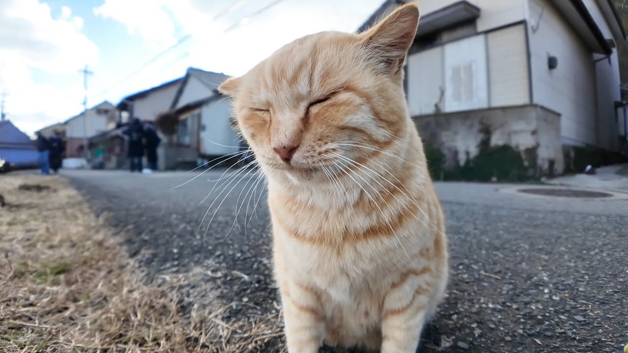 When I stroked a tabby cat on the side of the road, a ginger tabby cat came along to be stroked.