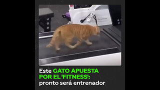 Gato se convierte en experto en ‘fitness’ al entrenar solo en el gimnasio