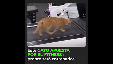 Gato se convierte en experto en ‘fitness’ al entrenar solo en el gimnasio