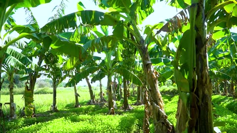 Harvesting grapefruit garden and panicking when attacked by giant python | Free Bushcraft.