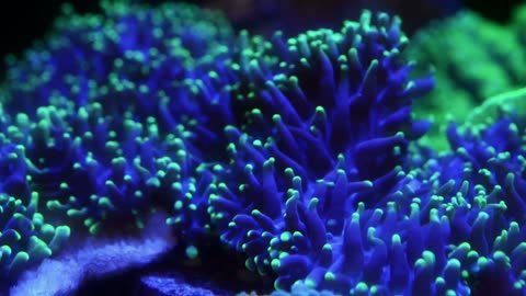 "Building with Nature: Coral-Inspired Materials That Absorb CO2"