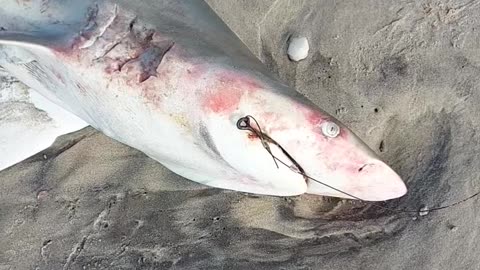 Shark on the beach.