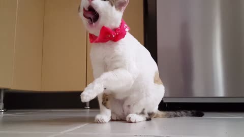 Funny Cat