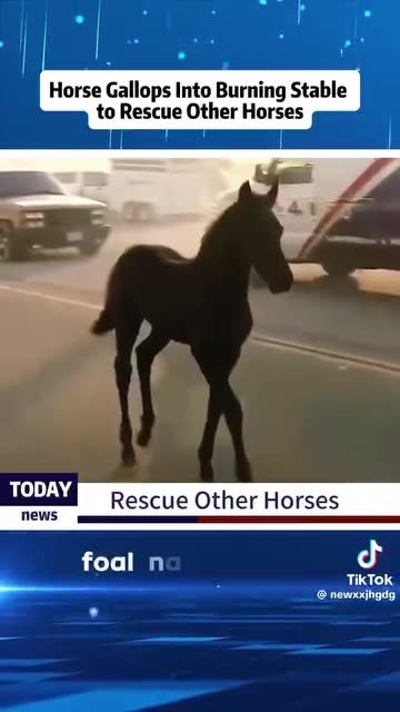 Amazing Horse saving her family