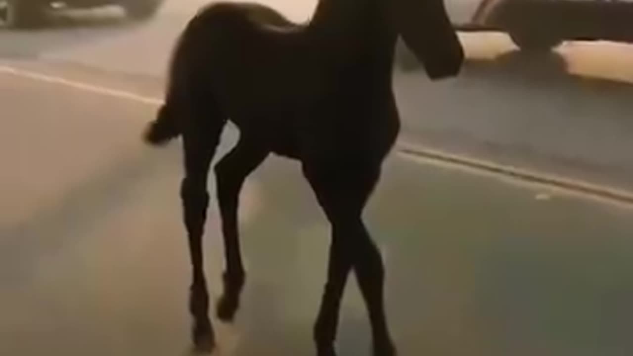 Amazing Horse saving her family