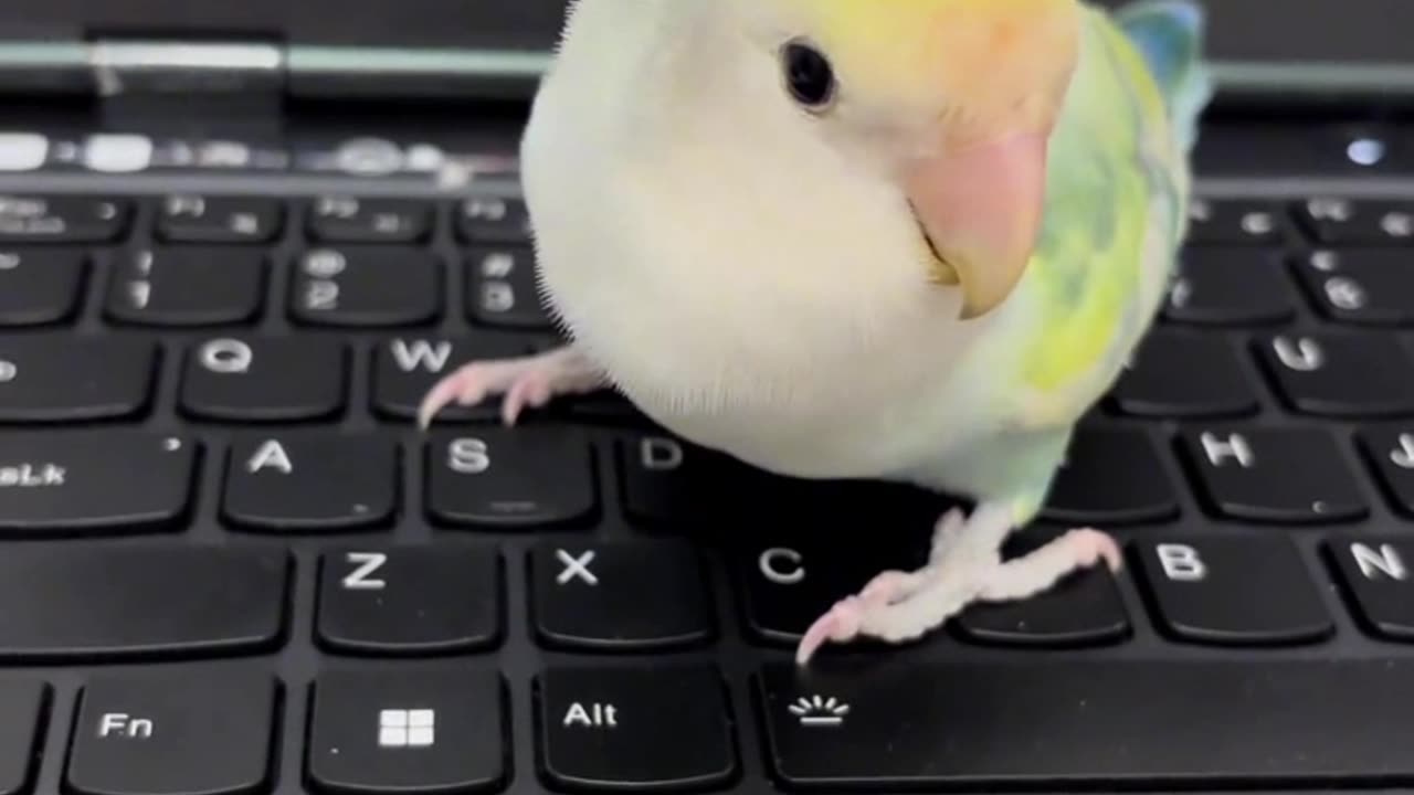 Adorable Chick and Parrot Shenanigans