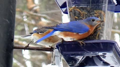 Bluebirds