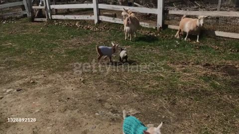 BABAY GOAT DANCING