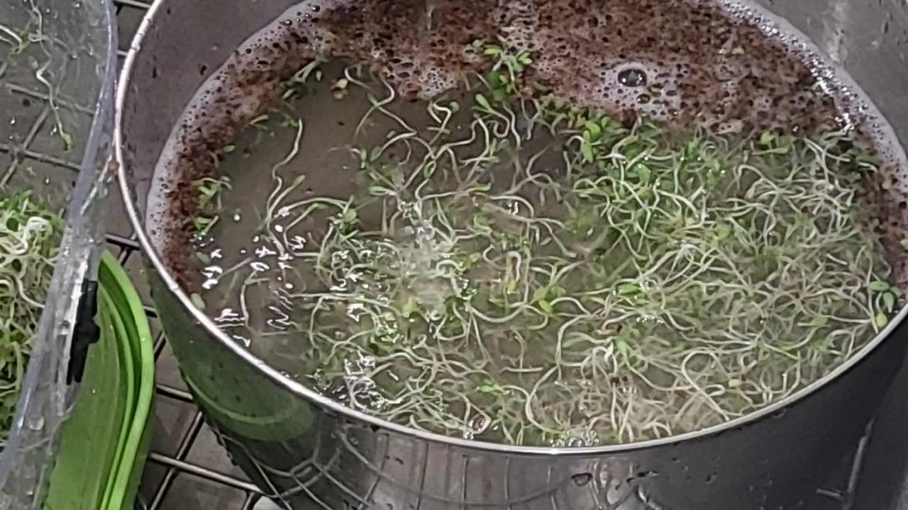 Microgreens Salad