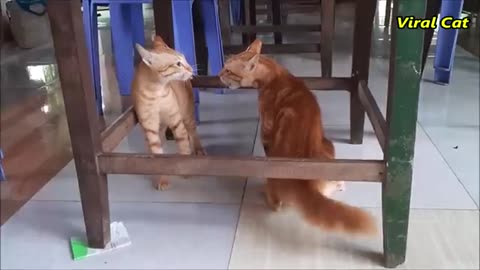 The Best Cat fight