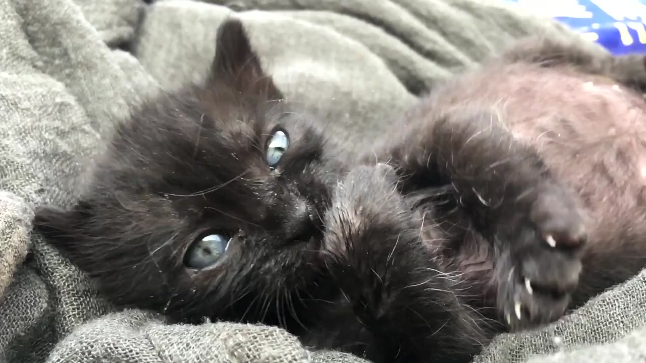 Kitten Licking His Paw