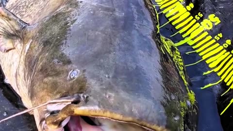 Top 5 Monster Fish Caught In Camera 🤯