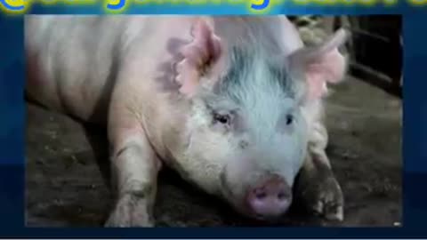 HUMAN-PIG HYBRIDS ARE REAL TOO!.
