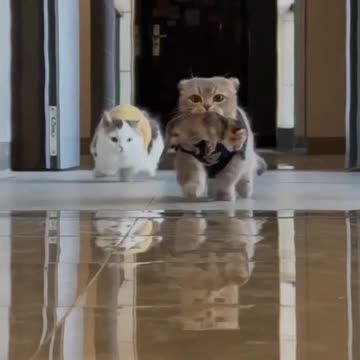 Wide-Legged Cat Running Home