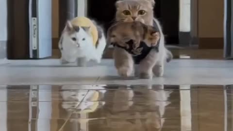 Wide-Legged Cat Running Home