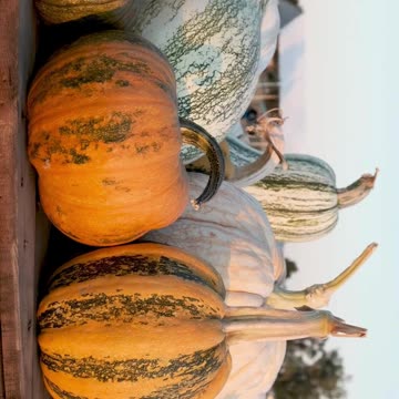 pumpkins facts #shorts #agriculture #garden