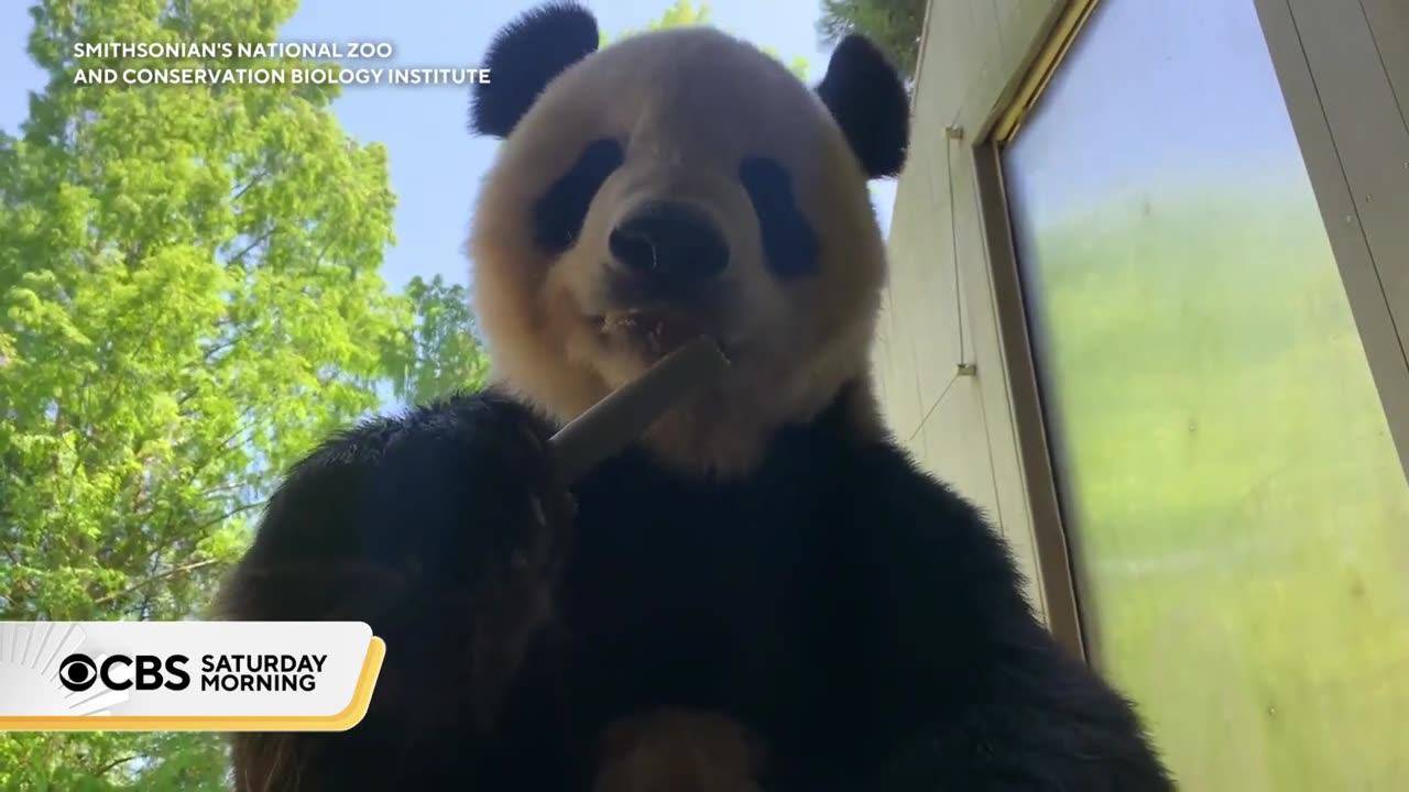 New giant pandas from China make U.S. debut