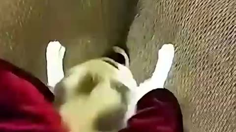 Funny animals video