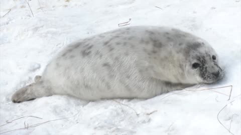 How Gray Seals Survive Canada's Harsh Winter Conditions