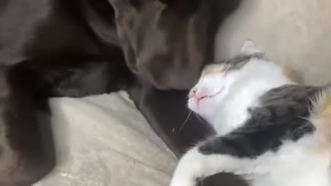 Cute Cats and Dog