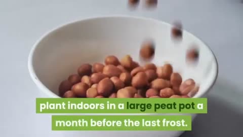 Peanuts grow/ about peanuts