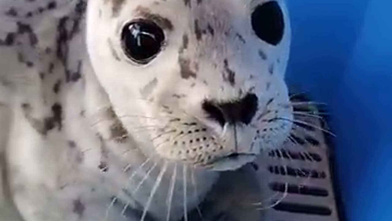 Cute Animal Compilation 1